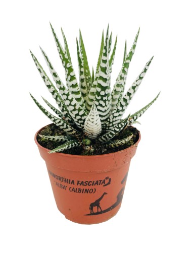 HAWORTHIA FASCIATA ALBA HAWORSJA PASIASTA
