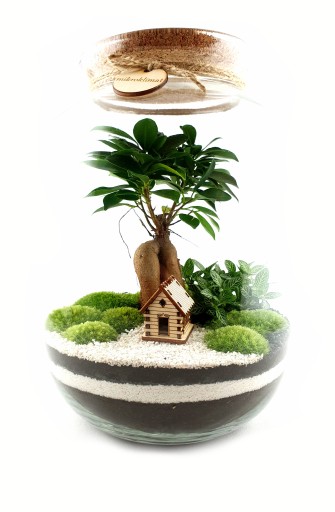 MikroKlimat Las w słoiku wys.33 Bonsai WYSYŁKA
