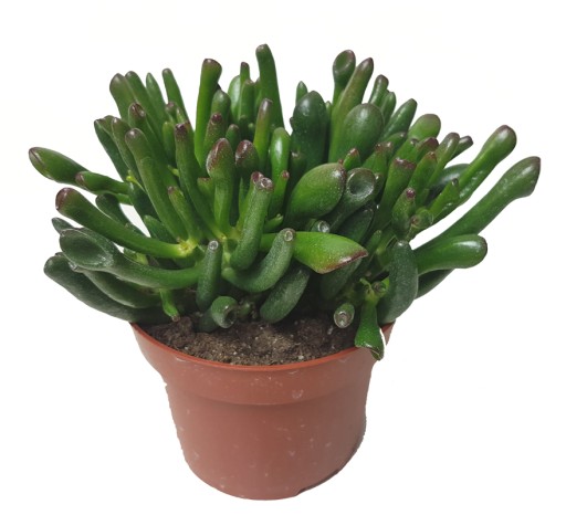 GRUBOSZ CRASSULA HOBBIT USZY SHREKA KAKTUS