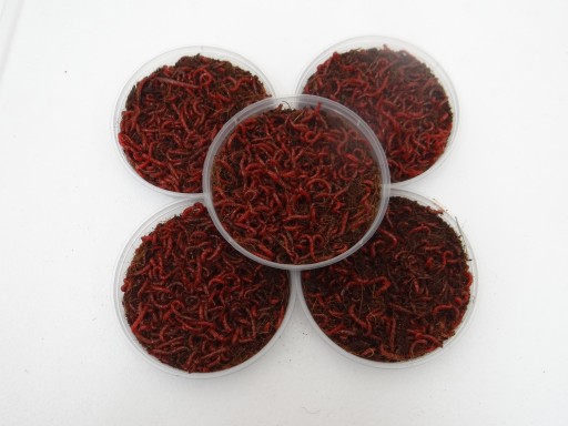 Ochotka haczykowa ok. 25g/100ml porcja