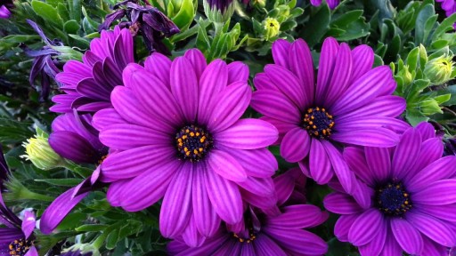 FIOLETOWA AFRYKAŃSKA STOKROTKA OSTEOSPERMUM .