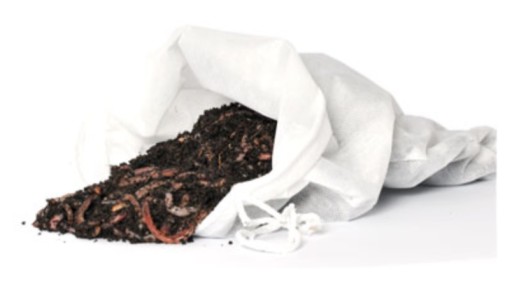 1kg Dżdżownic Dendrobena Veneta + 3 GRATISY !!