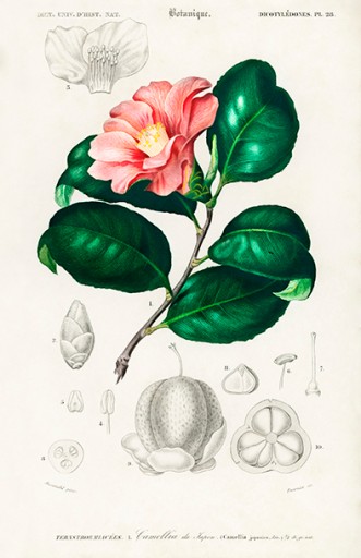 Plakat, rycina - Kamelia japońska 40x30 kwiaty Lue