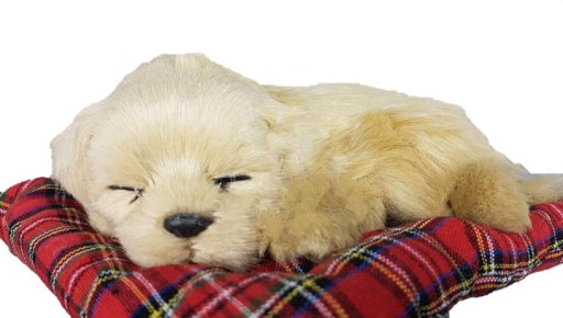 PIES ŚPIĄCY NA PODUSZCE PIESEK ŚREDNI LABRADOR