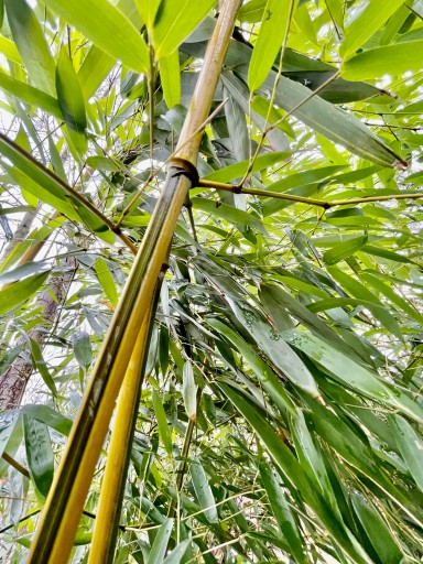 BAMBUS DRZEWIASTY MROZOODPORNY F. SPECTABILIS 2,5L