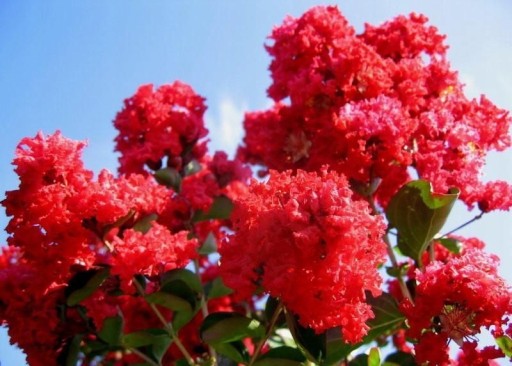 Lagerstroemia czerwona Red Imperator P9