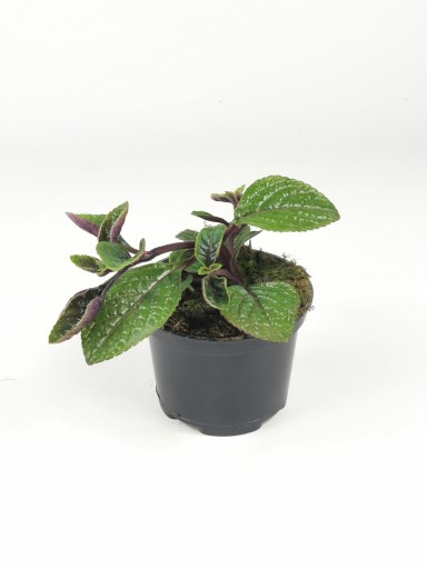 Komarzyca Plectranthus Plektrantus Nico Niko SADZONKA