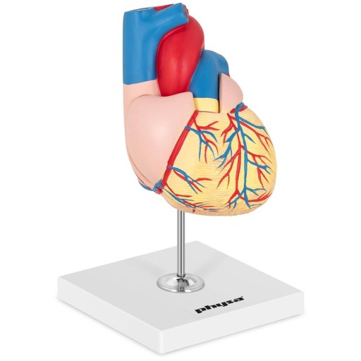 TRÓJWYMIAROWY MODEL ANATOMICZNY SERCE CZŁOWIEKA