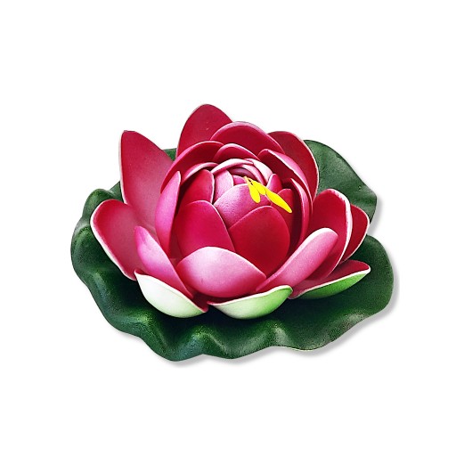 Lilia wodna pływająca bordowa 11 cm alabaster