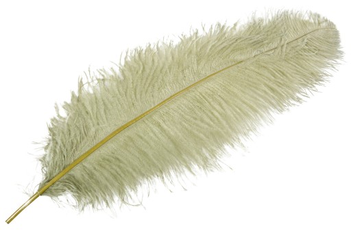 PIÓRO STRUSIE do wazonów, stroików OLIWKOWE 60cm