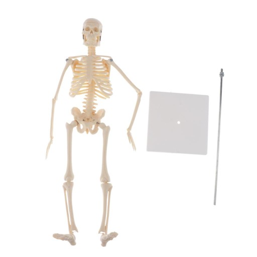 Edukacyjny model szkieletu ludzkiego ciała o średnicy 45 cm