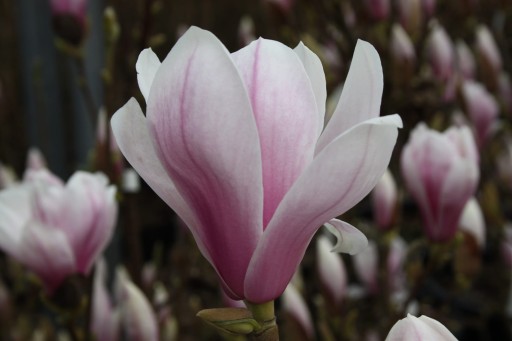 Magnolia ALEXANDRINA purpurowo-różowe kielichy piękna