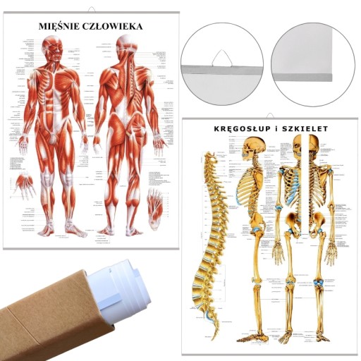 Plansze tablice anatomiczne MIĘŚNIE i SZKIELET PL