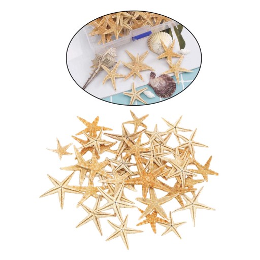 Muszelki Mini rozgwiazdy rękodzieło dekoracyjne naturalne gwiazdy morskie DIY 2-3cm 50szt