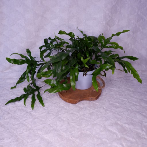 PAPROĆ KANGURZA Microsorum diversifolium d. 12cm