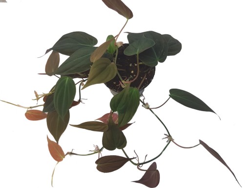 FILODENDRON MICANS PHILODENDRON SCANDENS PNĄCY