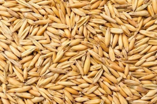 Owies 30kg zboże workowane dla koni królików Pasza 30kg