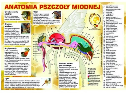 Tablica XL edukacyjna ANATOMIA PSZCZOŁY pleksa TABLICA F223 edukacyjna