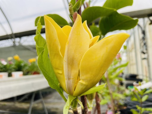 Magnolia ILLINI GOLD intensywnie żółte kwiaty