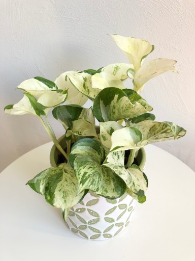 EPIPREMNUM HAPPY LEAF CUDOWNE PNĄCZE DO DOMU
