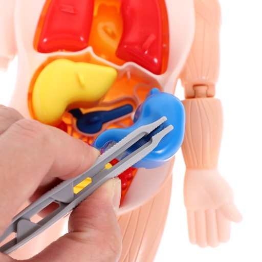 Model narządów ciała Mini zabawki Wyświetlacz anatomii człowieka