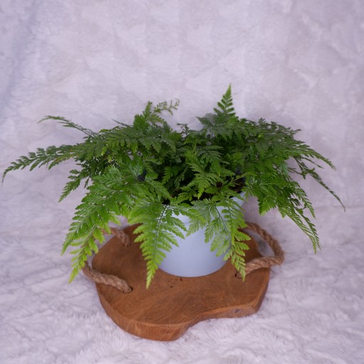 DAWALIA DAVALLIA NOGI PAJĄKA HUMATA d.13cm