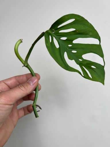 MONSTERA ADANSONI|SADZONKA ROŚLINY|DZIURAWE LIŚCIE
