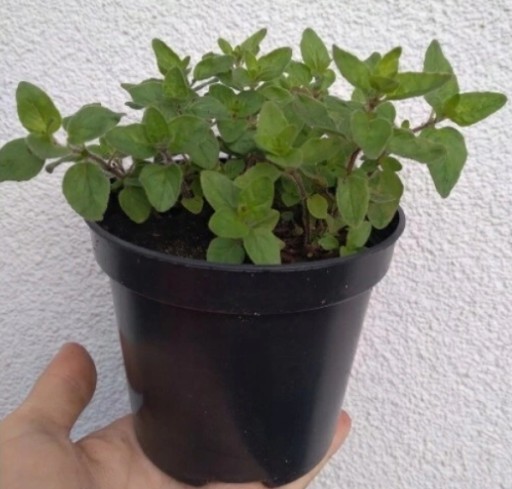 oregano sadzonka w doniczce