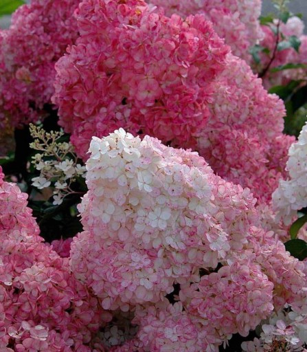 Hortensja Bukietowa SUNDAE mała VANILLE FRAISE Sadzonki 1L