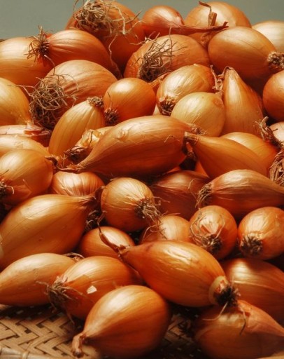 Cebula Dymka Żółta Wolska III 15-20mm 500g sucha do sadzenia klasa A1