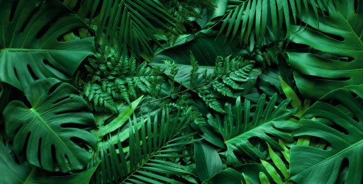 Fototapeta Monstera Palma Liście M03 196x260