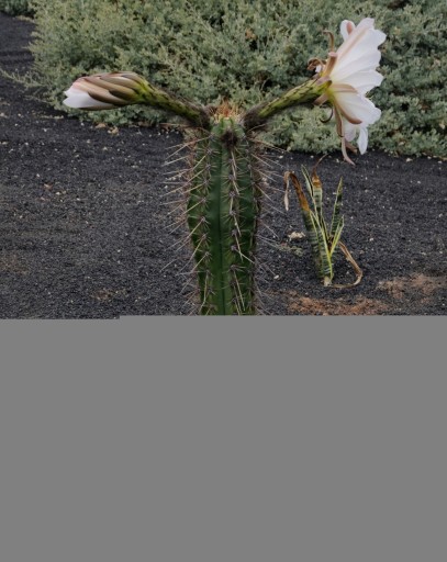 Kuzyn San pedro Trichocereus bridgesii Nasiona