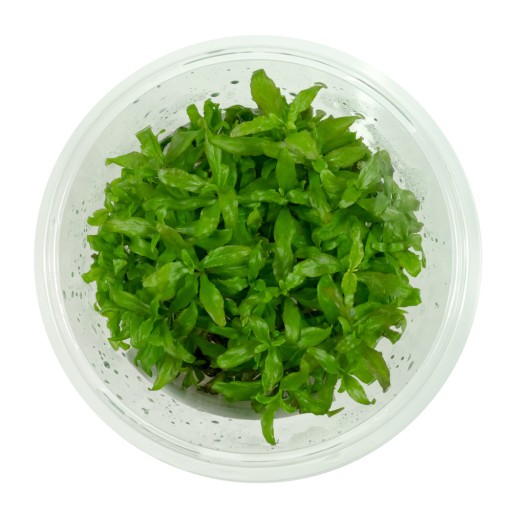 Hygrophila Polysperma nadwódka wielonasienna kubek