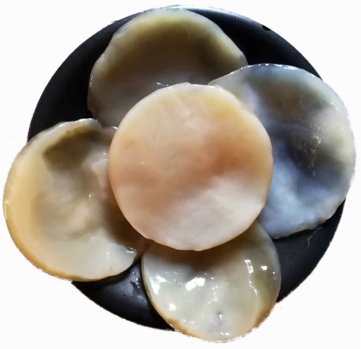 KOMBUCZA scoby grzyb herbaciany 9cm starter 150ml