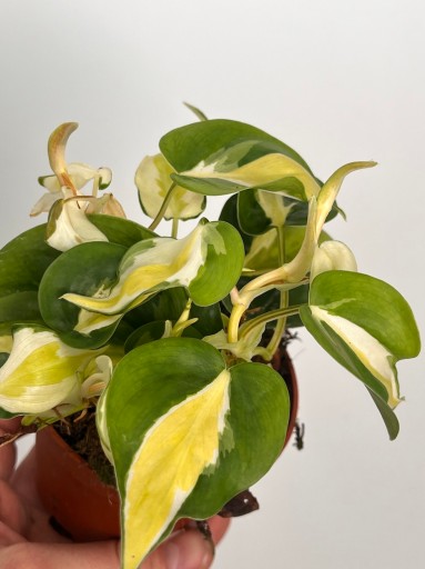 Philodendron Cream Splash
