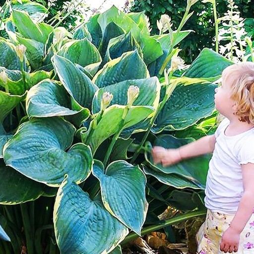 Funkia Hosta sadzonki sadzonka olbrzymia Minke 1 szt