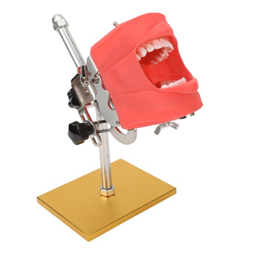 Model zębów do nauczania stomatologicznego.