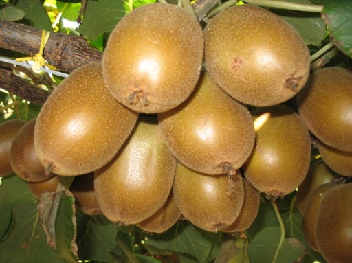 Kiwi jadalne Genewa żeńska 535