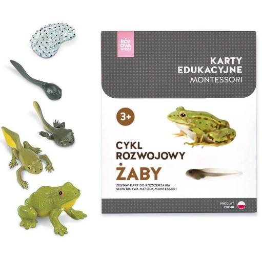 Karty Montessori CYKL ROZWOJOWY ŻABY + figurki