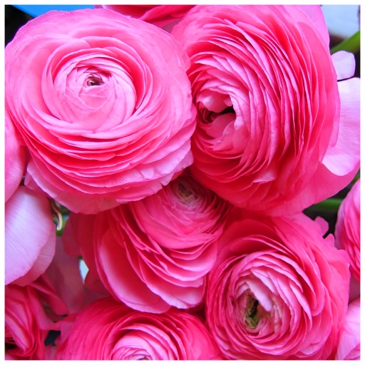 JASKIER Ranunculus Różowy cebulki 5 szt. + GRATIS