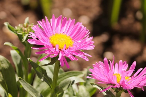 Aster HAPPY END marcinek obfite kwitnienie