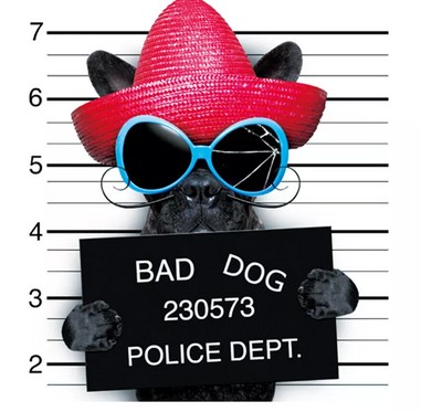 PIESEK TERMO NAKLEJKA APLIKACJA Naprasowanka na odzież bad dog G6