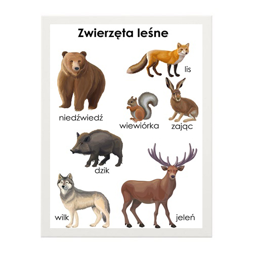PLAKAT EDUKACYJNY dla dziecka A3 zwierzęta LEŚNE