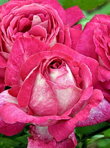 RÓŻA WIELKOKWIATOWA ROSA GAUJARD
