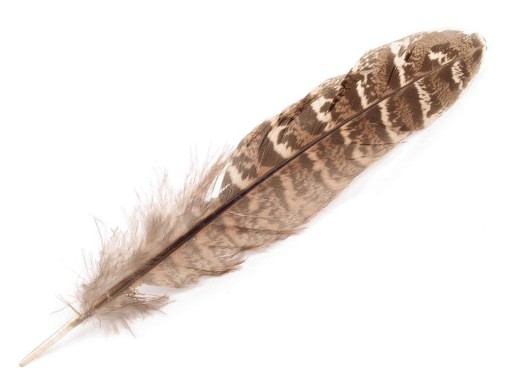 Pióra bażanta naturalne dekoracyjne 10-18cm