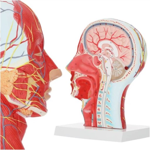 MODEL ANATOMICZNY głowy w przekroju model mózgowia z naczyniami 4FIZJO