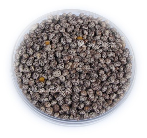 łubin słodki 5,0 kg