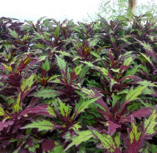Koleus Coleus Cocoa Mint PIĘKNE KOLOROWE LIŚCIE