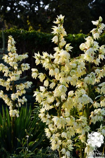 JUKA karolińska yucca mrozoodporna palma jucca