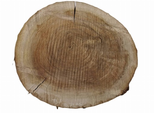 Plaster Topoli 78x71cm Tarcica Drewno Blat DIY